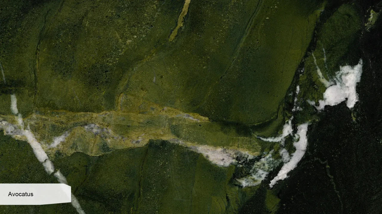 Scalla Naturale Avocatus