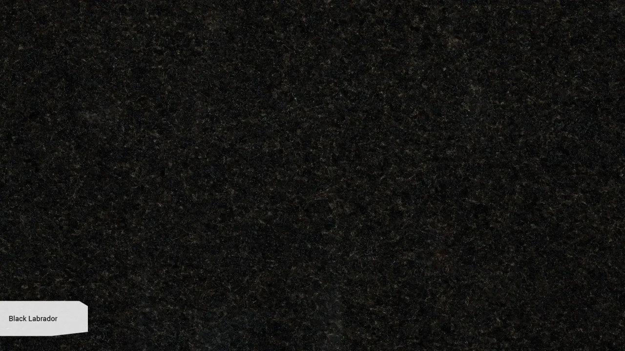 Scalla Naturale Black Labrador