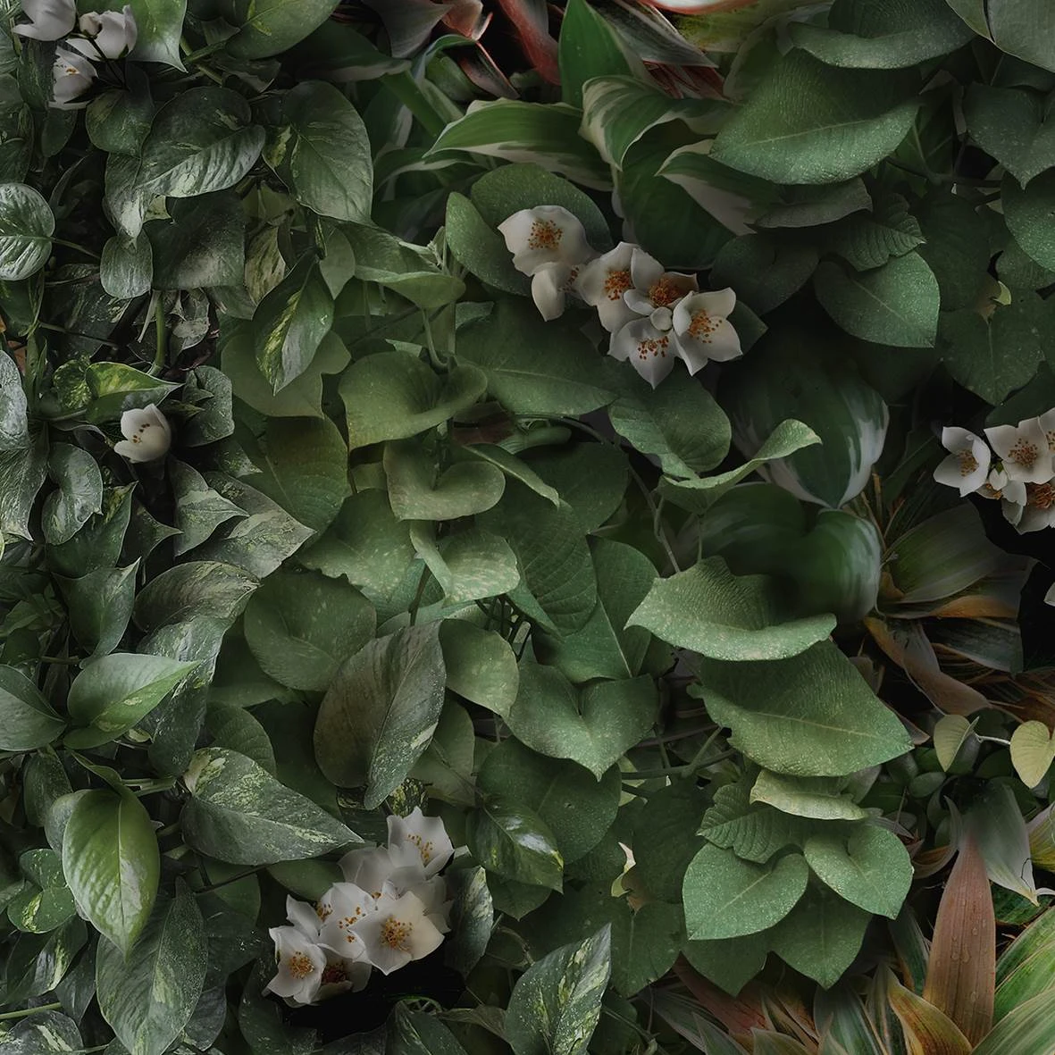 GREENWALL Glam 50x100 3,5 mm Матова (поштучно)