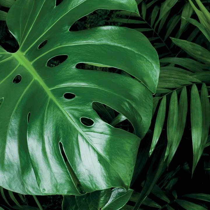 JUNGLE Glam 50x100 3,5 mm Матова (поштучно)