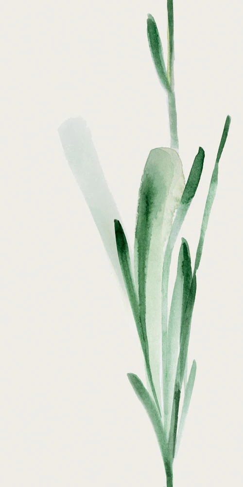 WONDERWALL FLEUR C 3PLUS 500X1000
